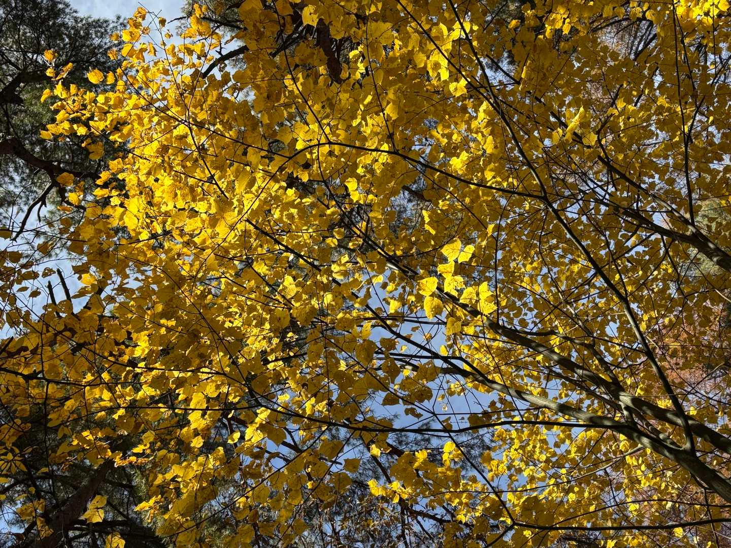 💛💛💛