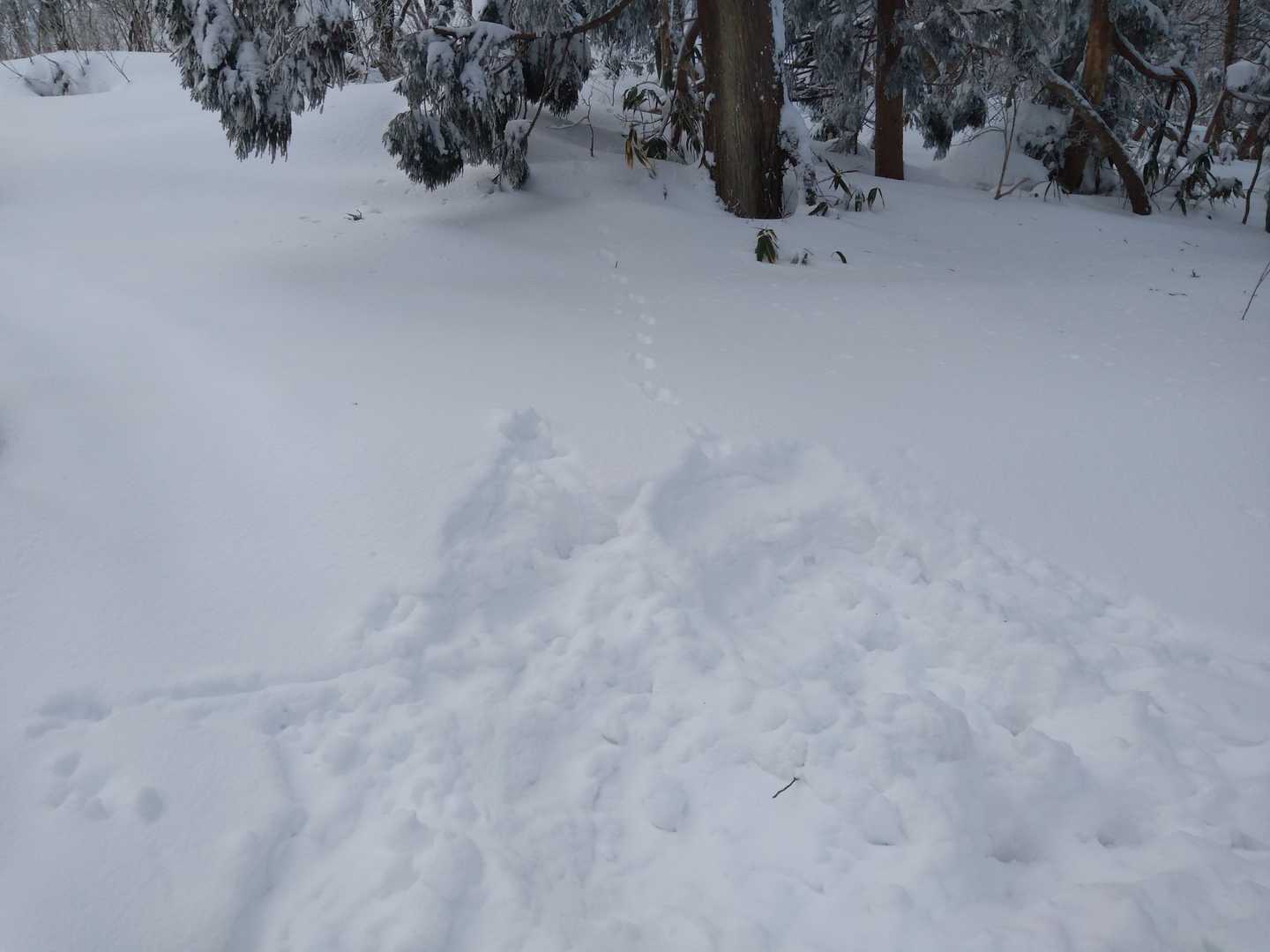 　終盤、山頂まで残り1kmを切ったあたりで突然、トレースが完全に途絶えた。
　雪の日曜日に山頂を目指したグループが、ここで引き返したと思われる。