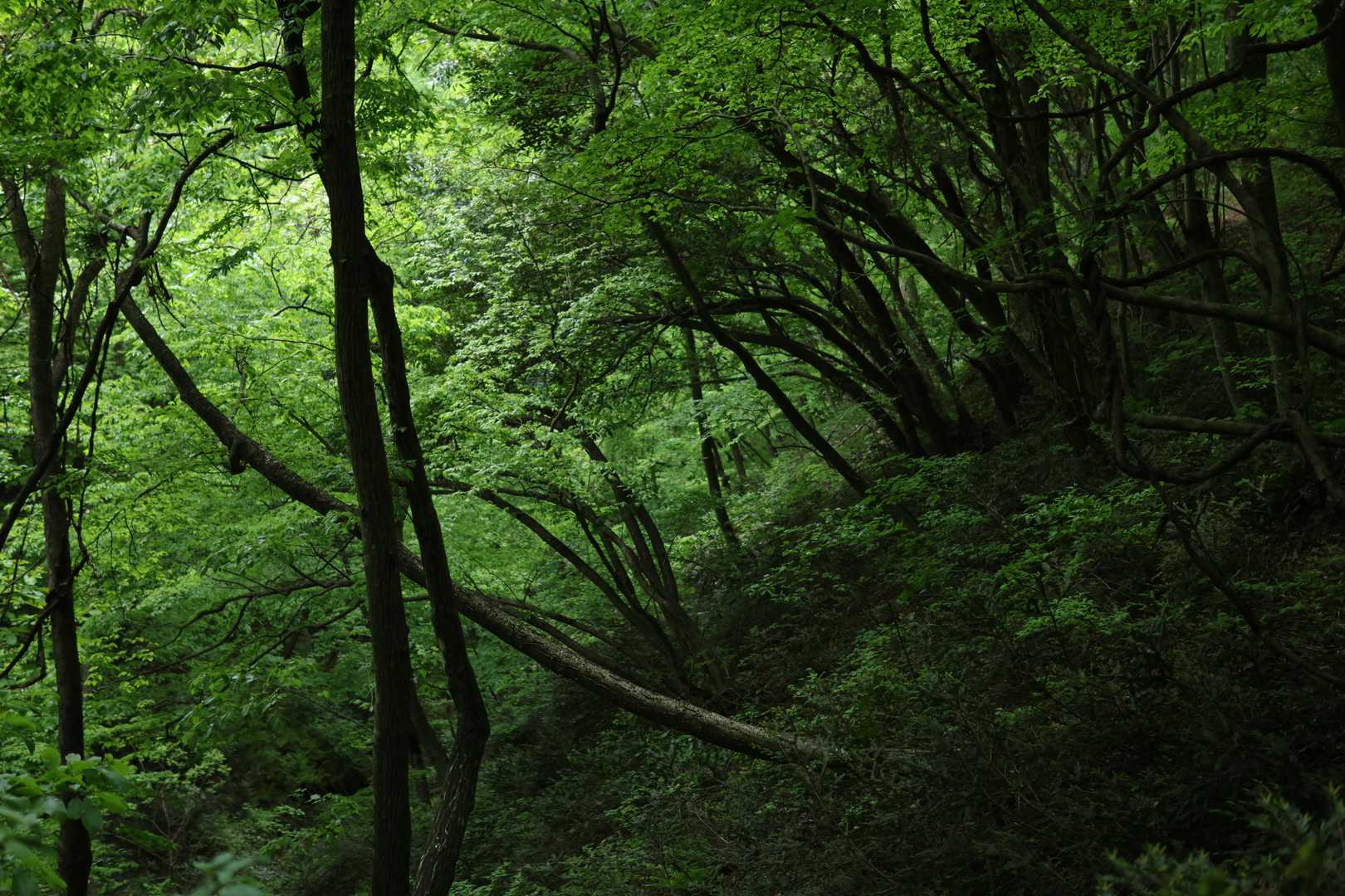 滝見コース入口-大万木山-大万木山権現-権現コース入口-横 周回コースの写真