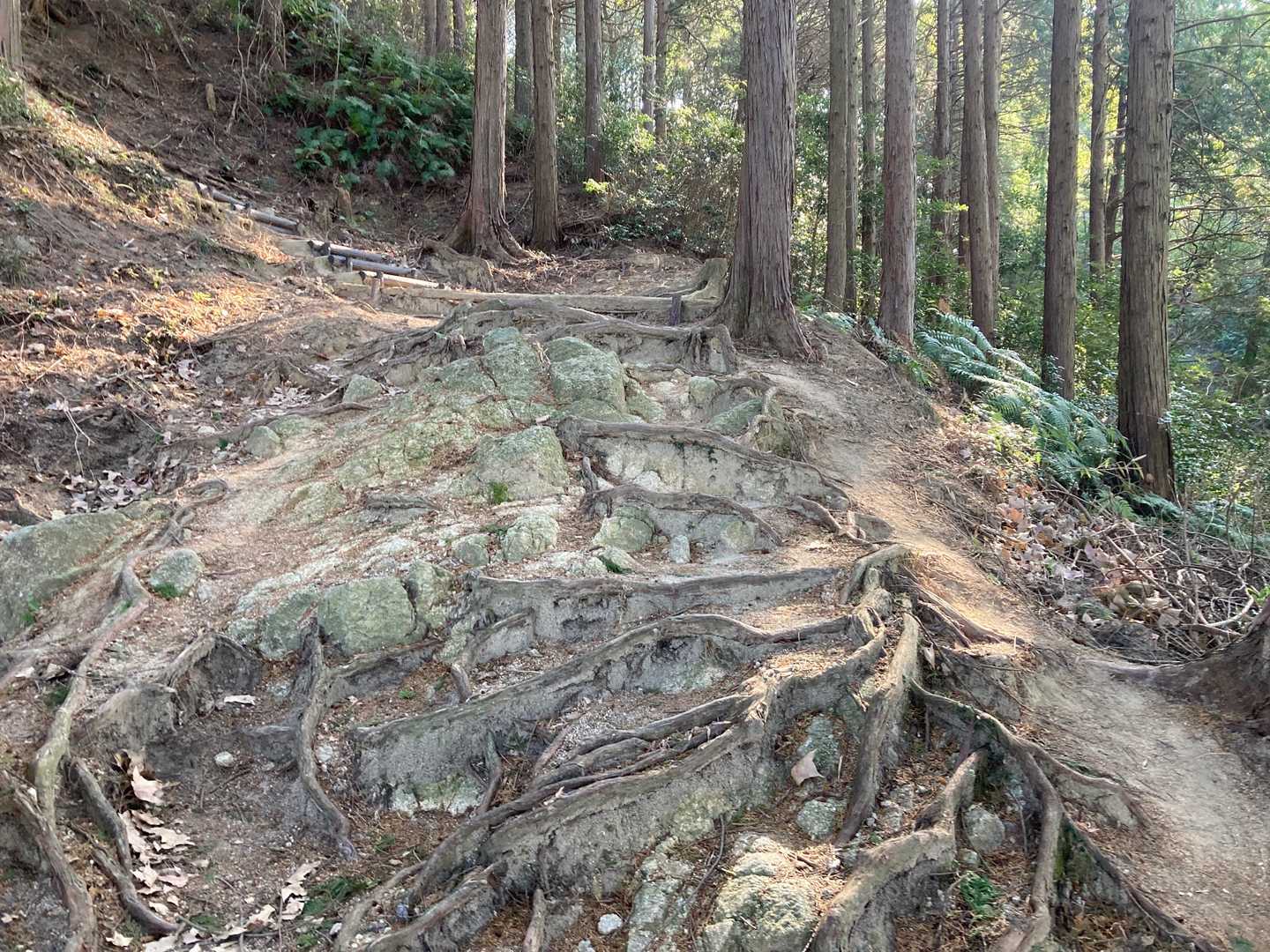 根っこロードは個人的に好きですね〜😊