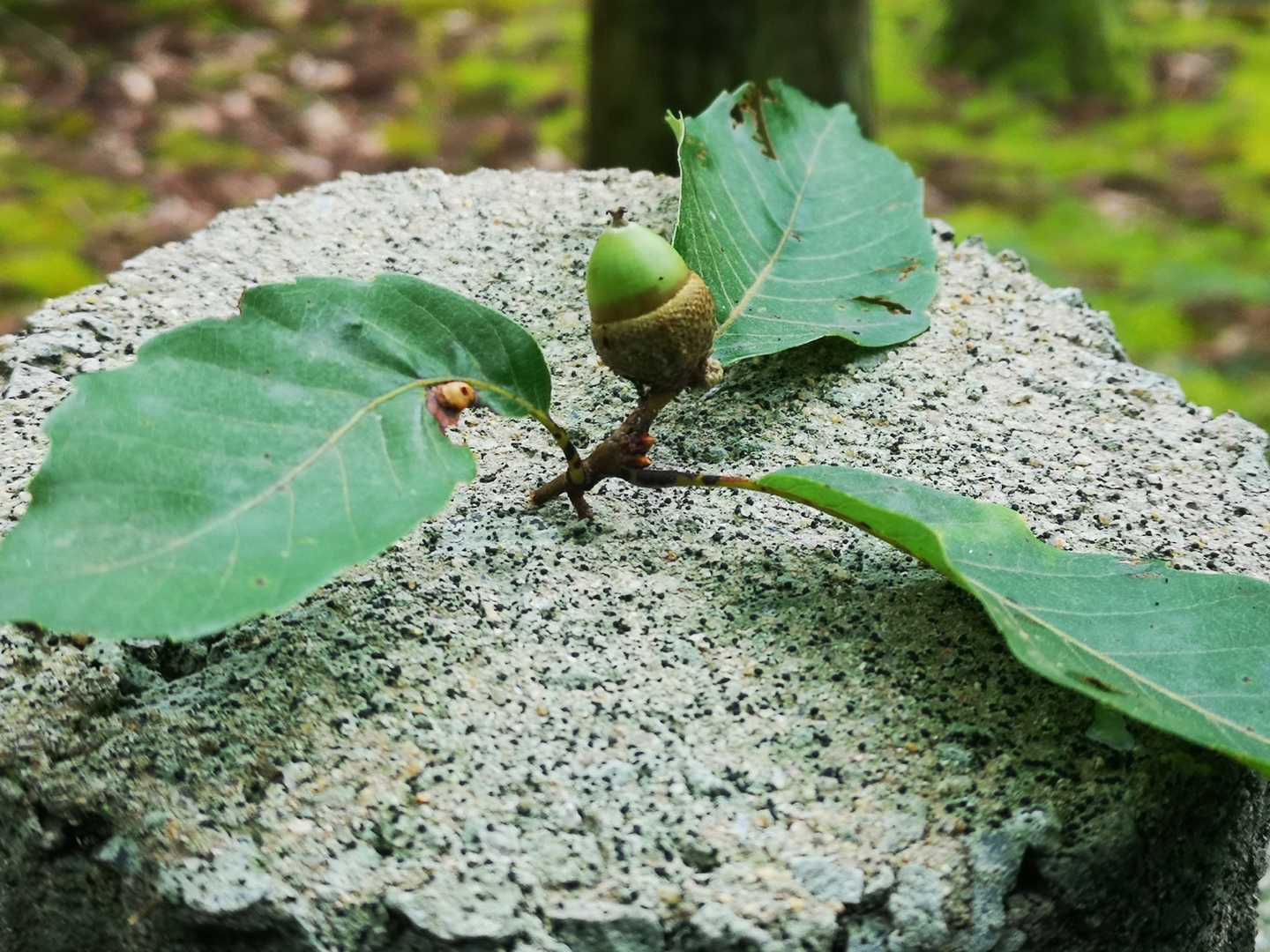 青いまま落ちる木の実のはかなよ