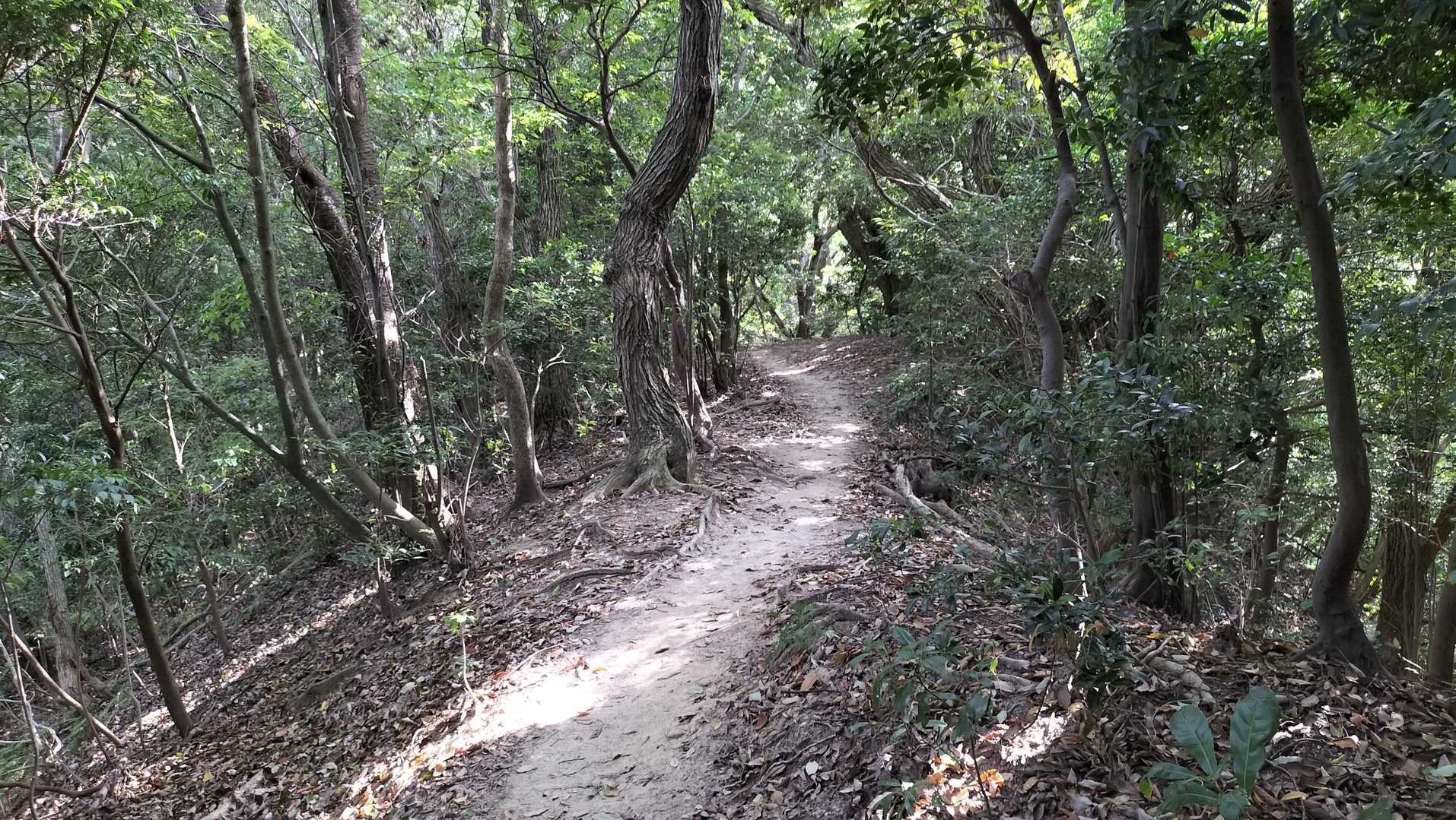 尾根道は消耗が抑えられます。ありがたいです。