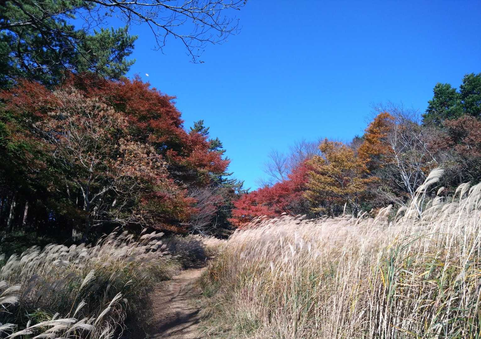 すすきはあおられ木々が揺れ、風がうなってます
風速、結構ありそう。。。