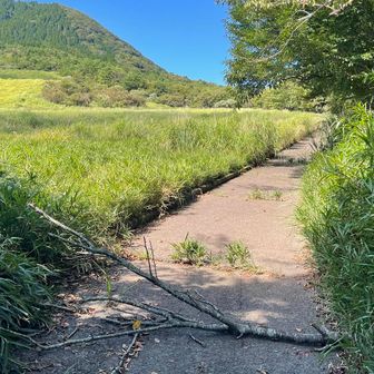 牧草地が荒れ放題。もう誰も手入れしてないみたい
