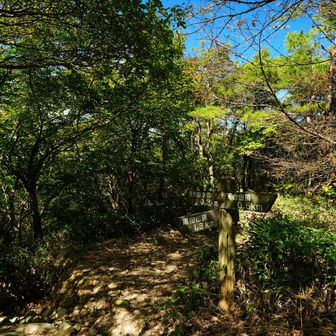 三差路まで降りて来た。