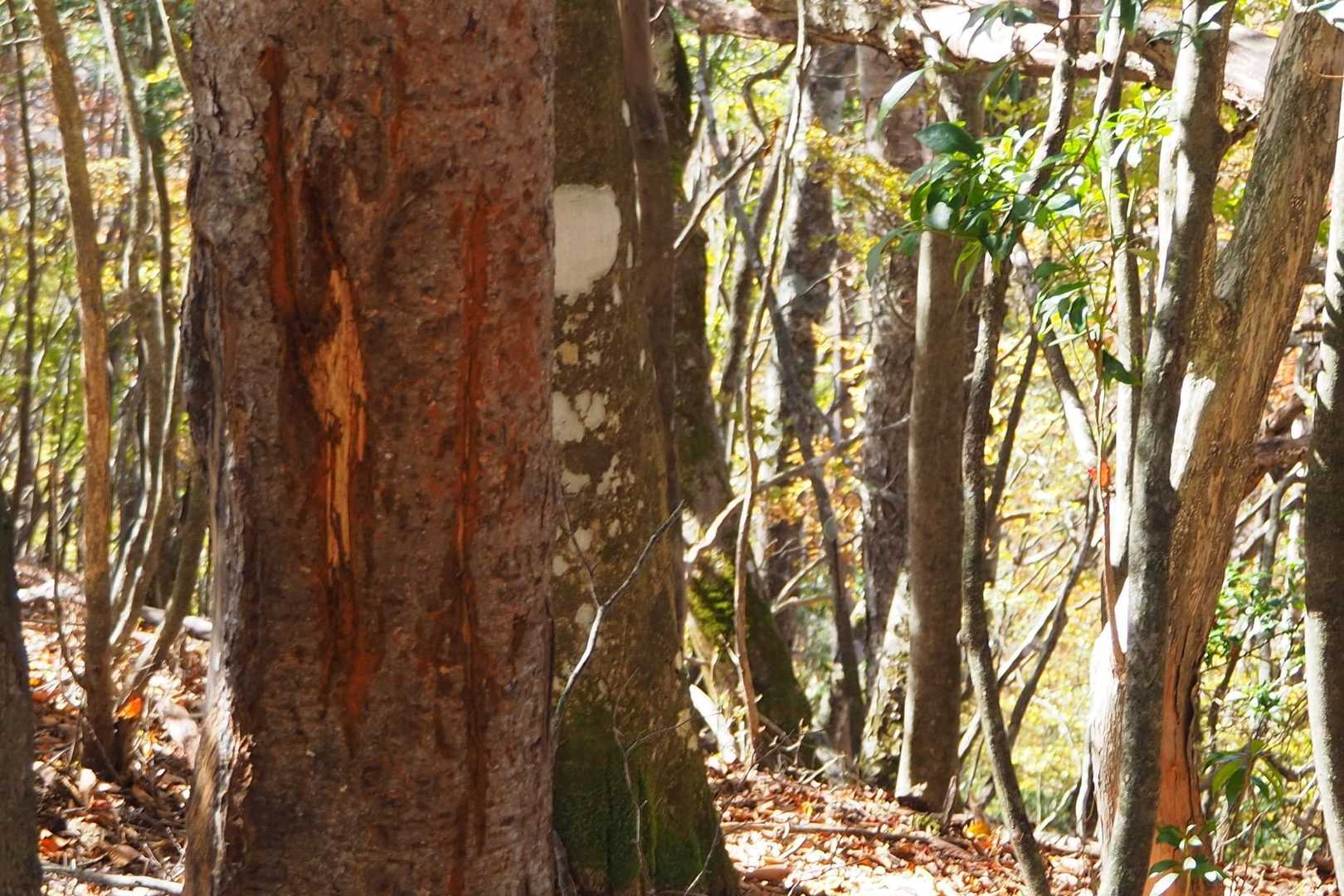 🐻の爪痕がいくつかあります