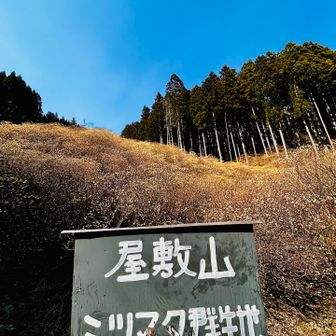 やーーっと本題の屋敷山のミツマタ群生地へ到着