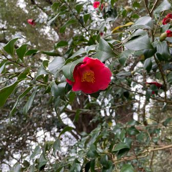 御自作天満宮近くの椿、今から咲きはじめです