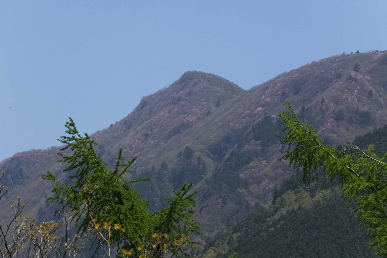 西赤石の山が見えてきました。
山肌がピンク