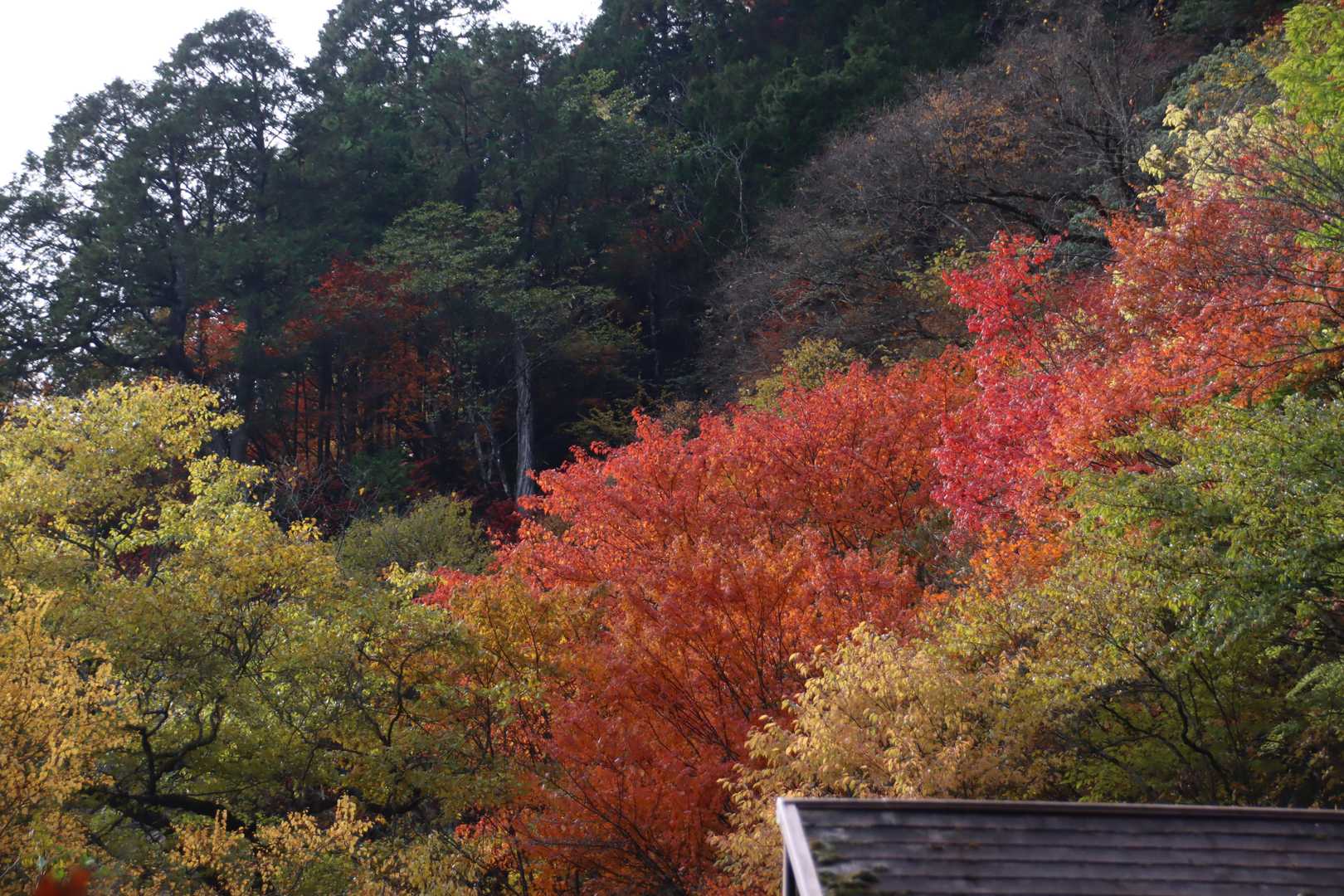 小屋付近の紅葉