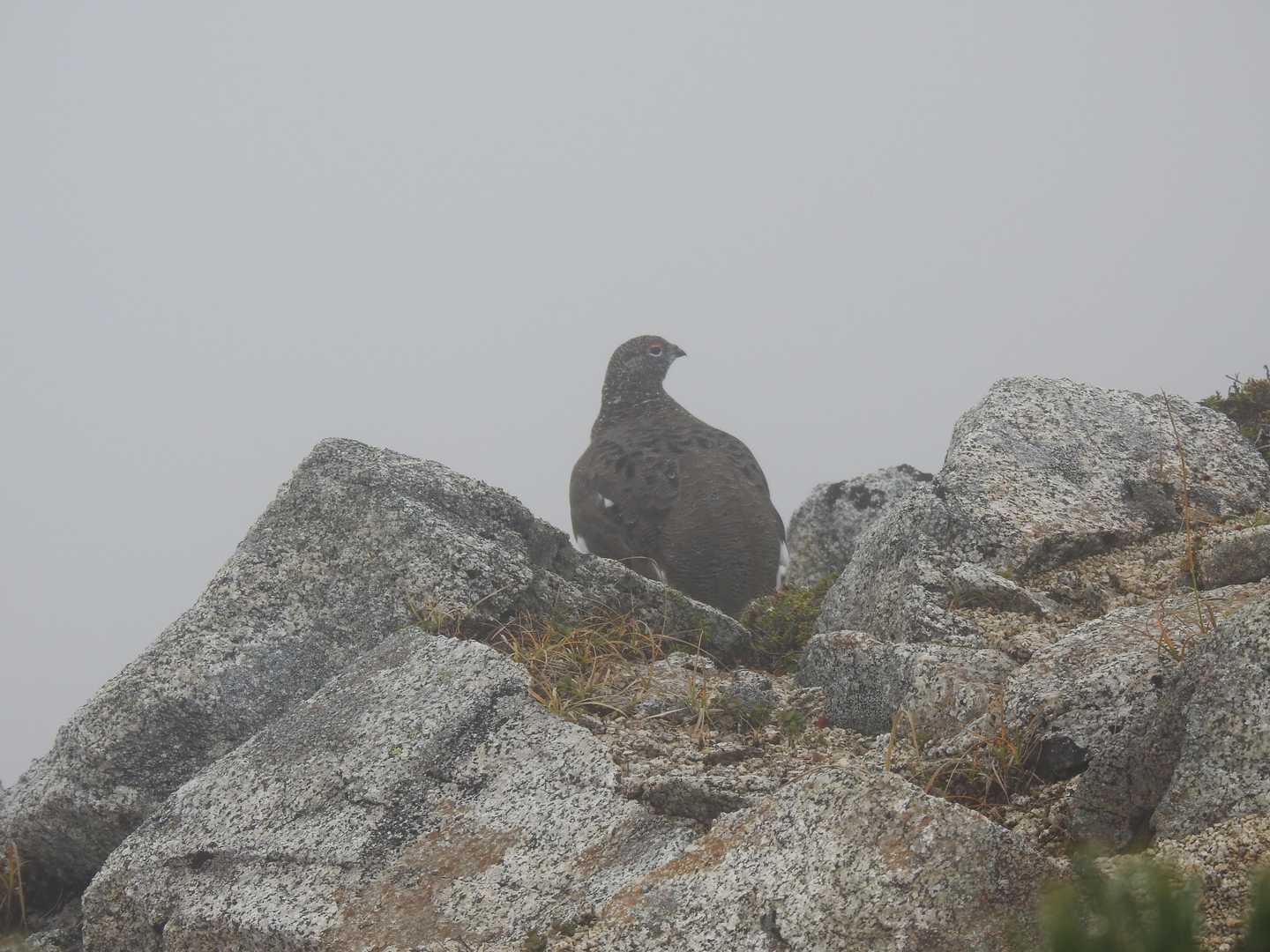 岩の上には　母鳥