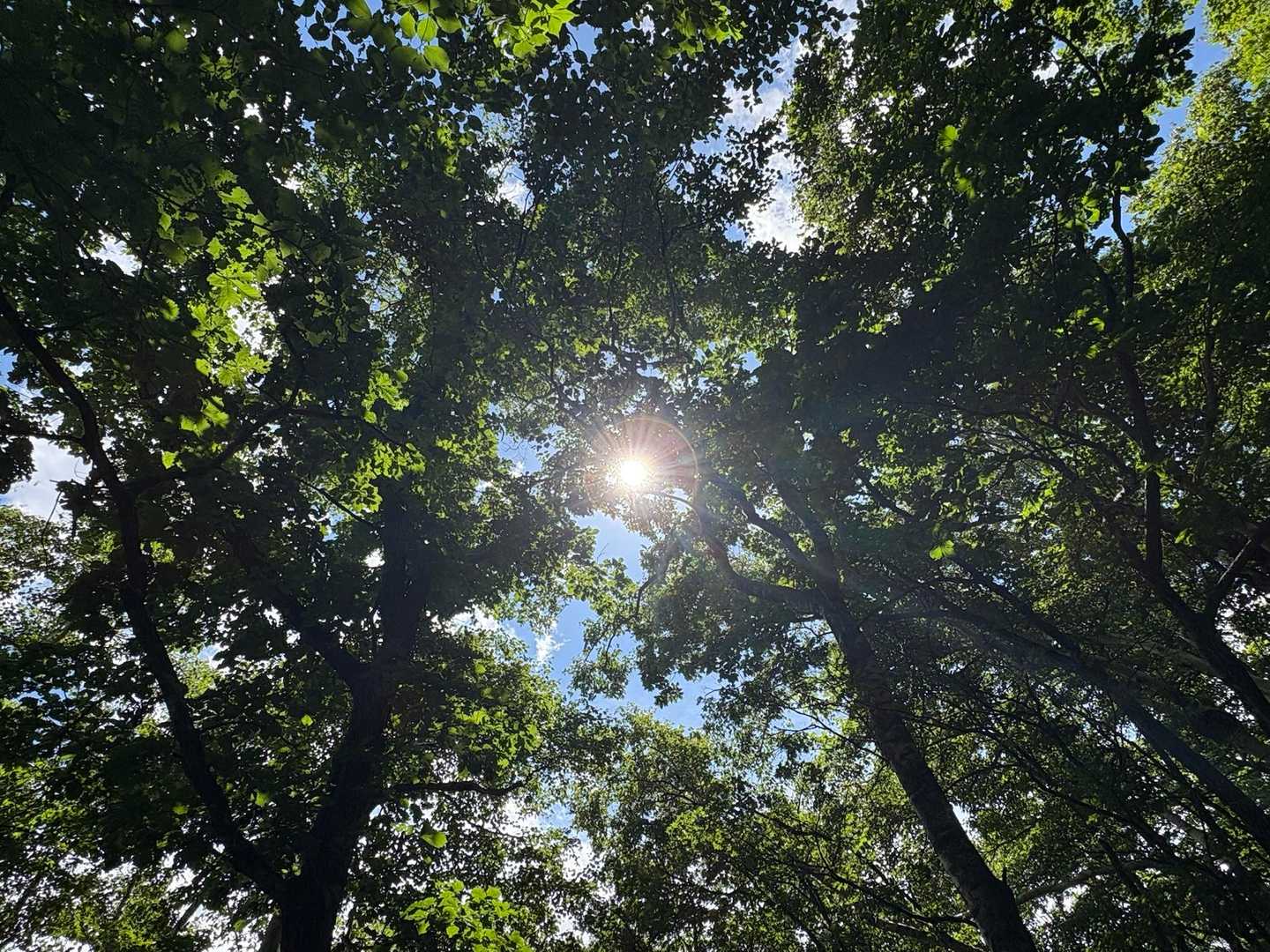 木漏れ日✨☀️✨
