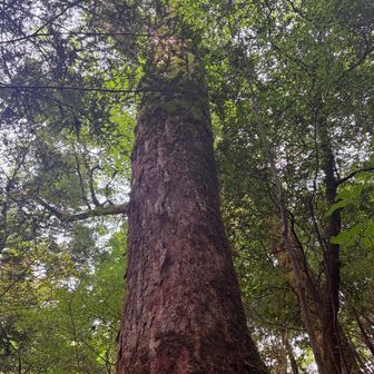 多分🤔〜、シオジの木かと！
御前岳登山口に説明あり