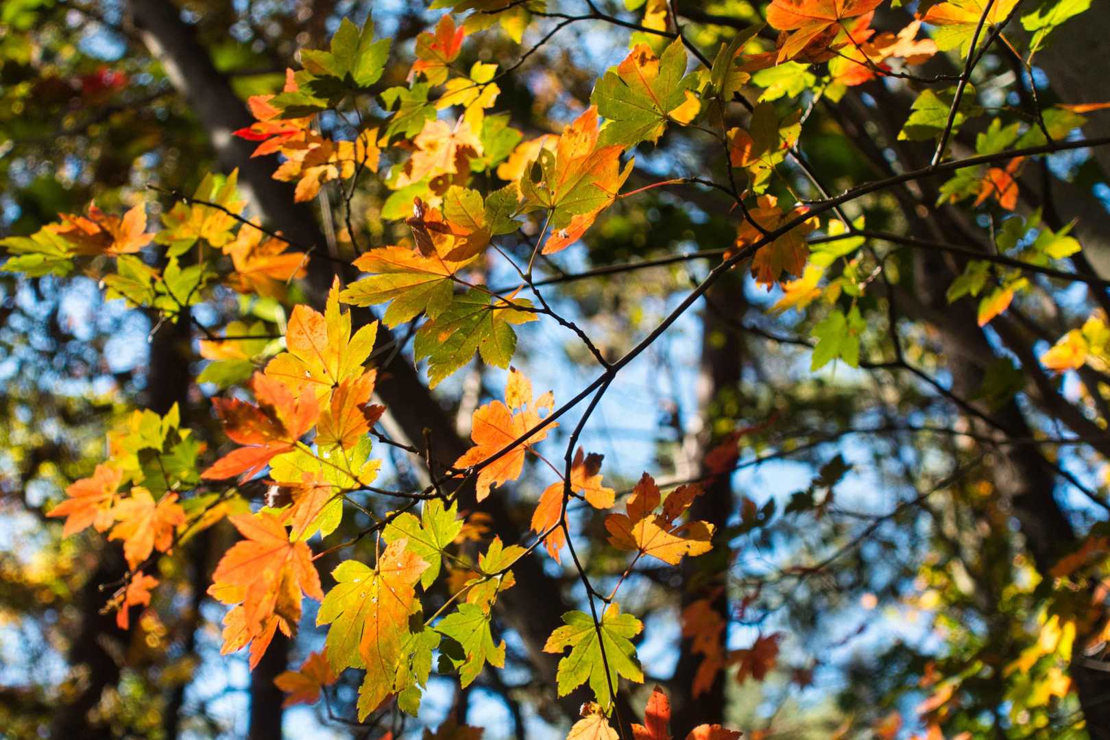 やっと紅葉が紅葉してきました