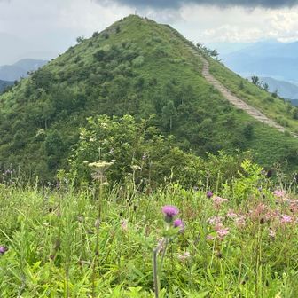 飯盛山とピンク🩷のお花達🌸