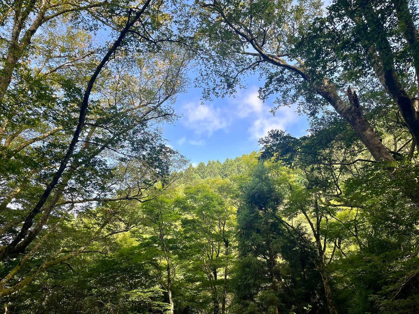 千早城入口-金剛登山口バス停-千早本道登山口-転法輪寺-金 周回コースの写真