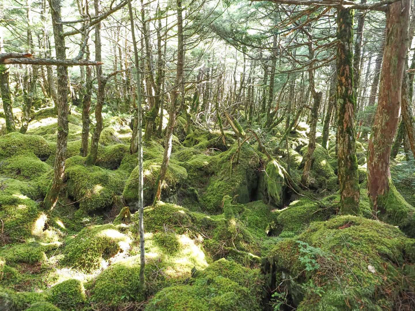 白駒池周りの苔の森。