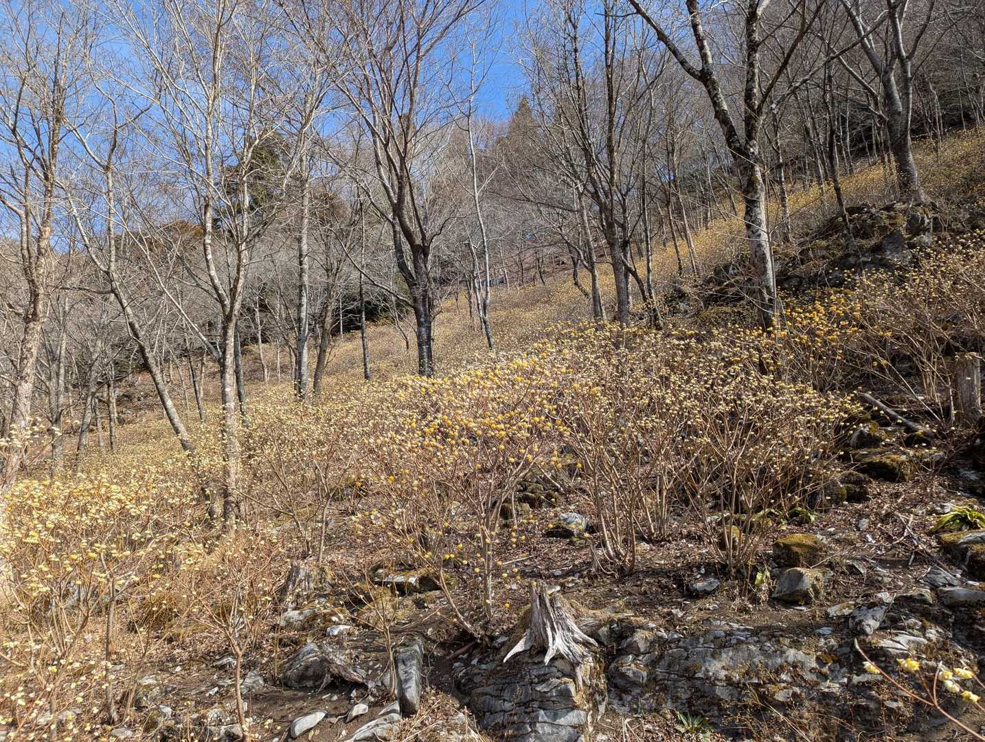 西三子山 周回コースの写真