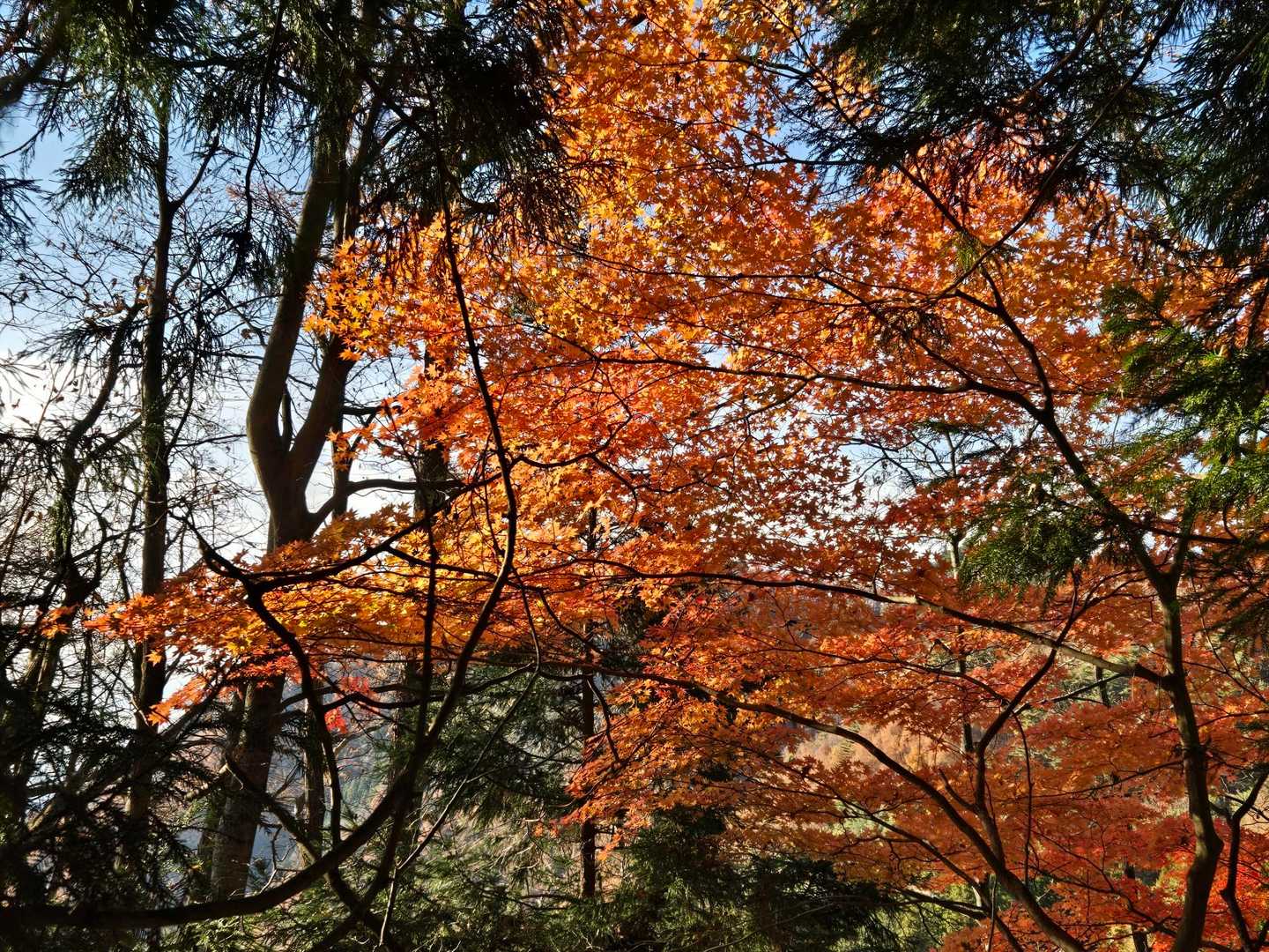🍁