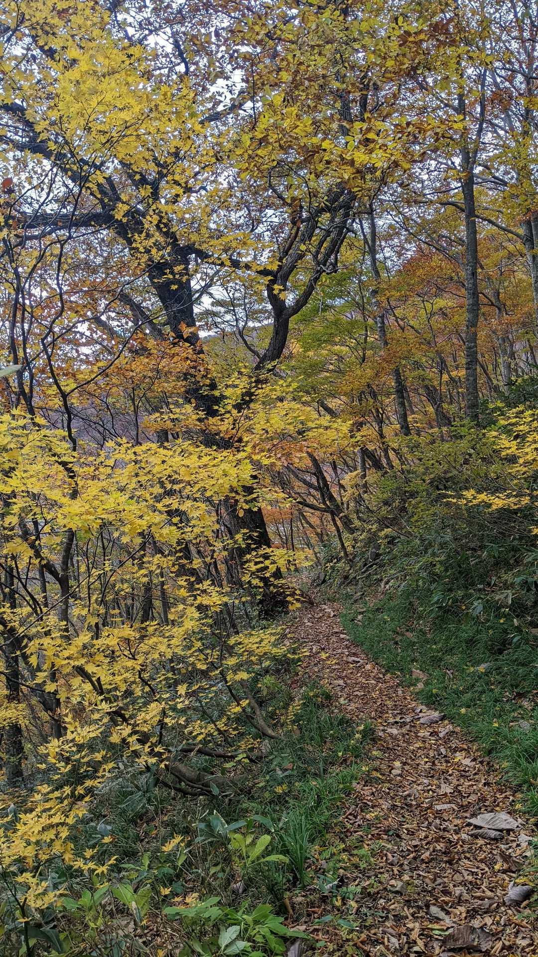 紅葉は下の方はまだ綺麗でしたよ😊