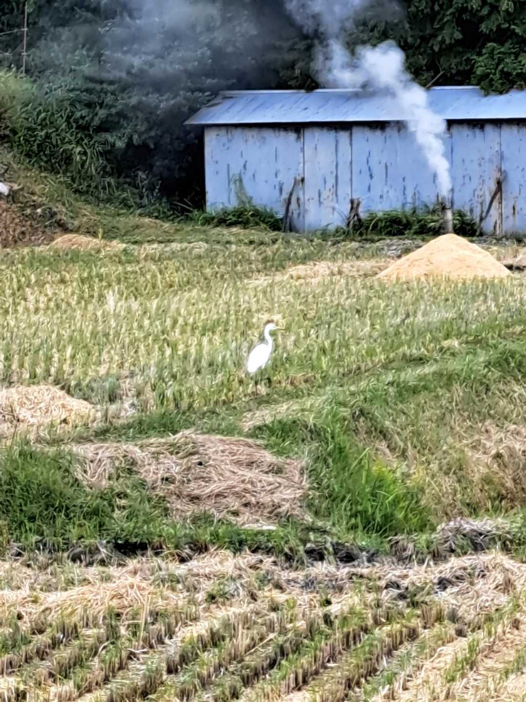 さぎ😁