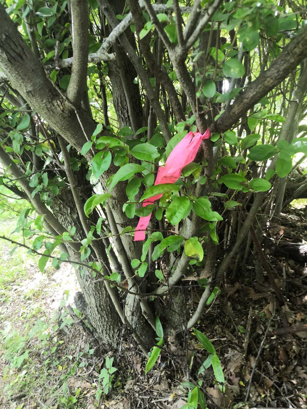 楽山（北海道）の写真