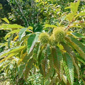 花が無いので🌰