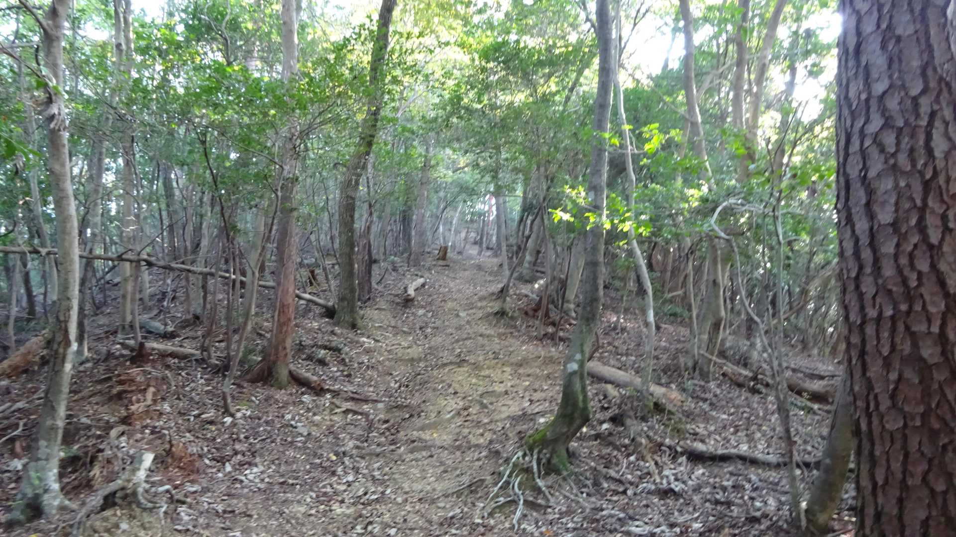 🍂　揖斐反射板(231.2m)手前の稜線を....🥷💨
