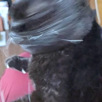 黒猫亭ひろあき