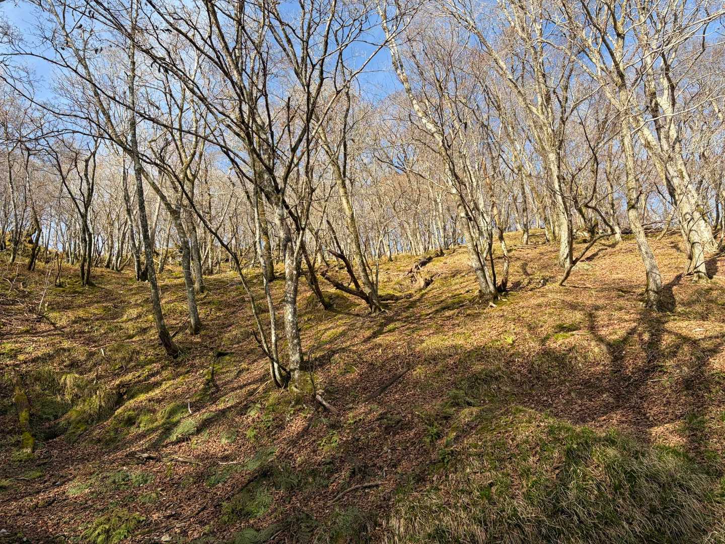 御池岳登山道コグルミ谷登山口-天ヶ平-御池岳 往復コースの写真