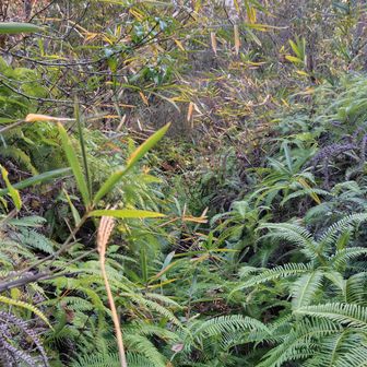 短いけど深めの藪を草をむしりむしり前進。