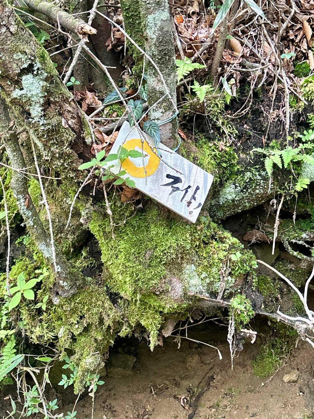 高丸山登山口-三つ尾の峠-高丸山-旗立山-赤石丸 周回コースの写真