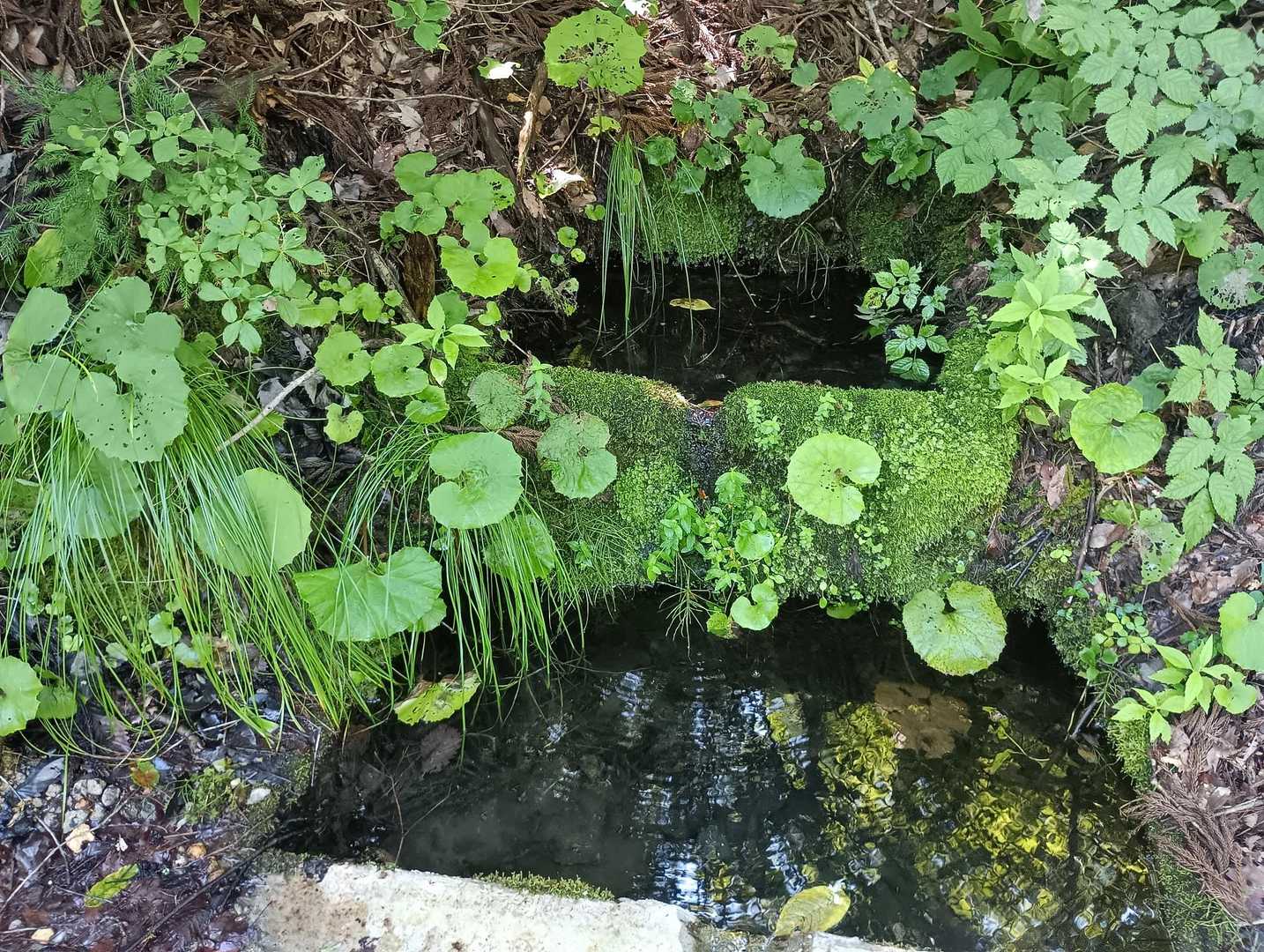 湧き水
ちょろちょろ