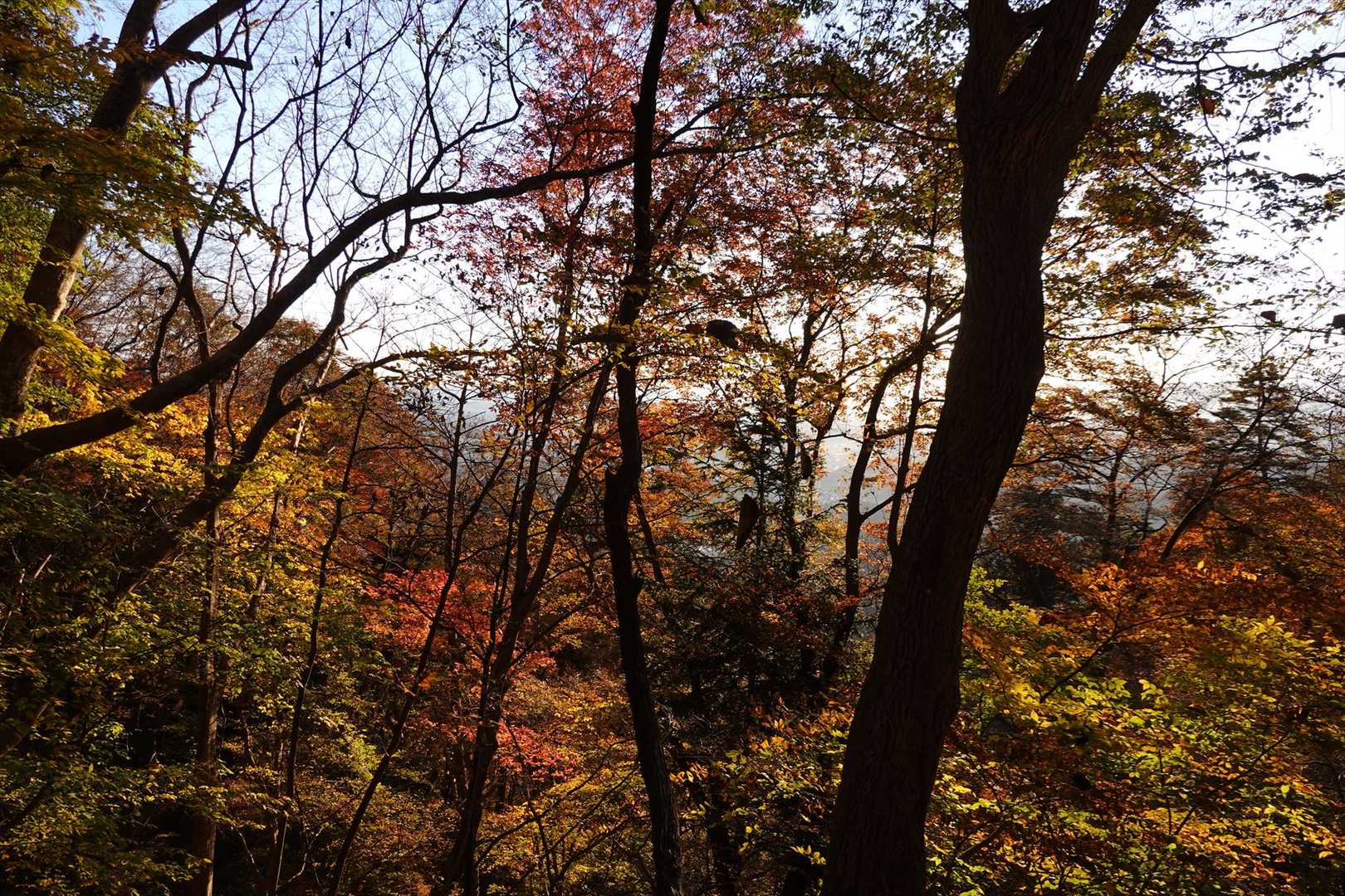 妙義神社 一の鳥居-妙義神社総門-妙義神社-白雲山登山口- 周回コースの写真