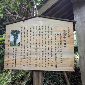 河内長野市指定文化財
岩湧寺のカヤの大木
ビックリです✨
読んで下さいね💁