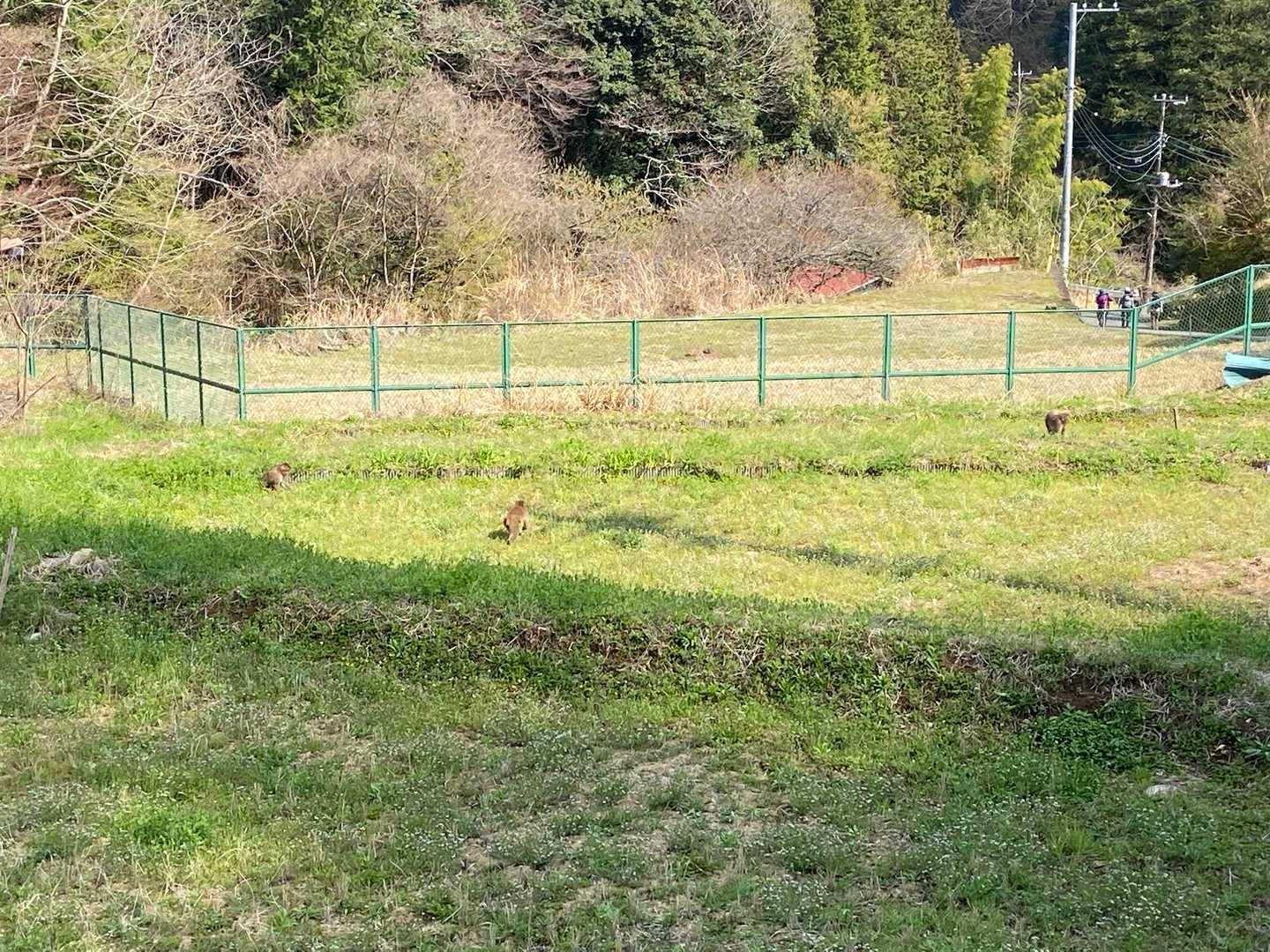 帰り道お猿さん登場🐒
７匹くらいいました。
みんな美味しそうに葉っぱをムシャムシャ🌱🌿