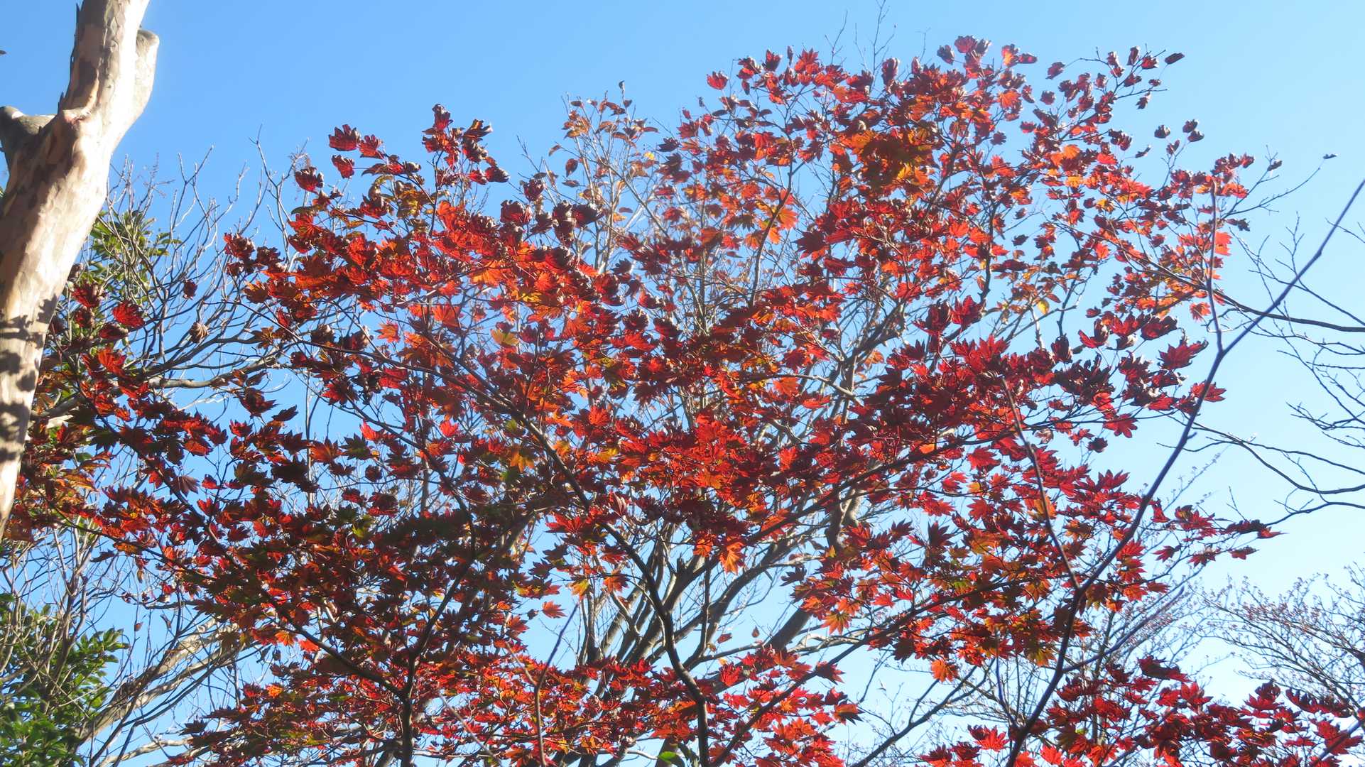 紅葉の８０歳可哀想