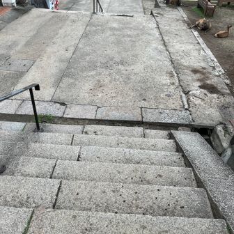 おわかりになるだろうか？
この階段、鹿の糞💩だらけ🥹
地雷を避けるように歩かなくては💦
