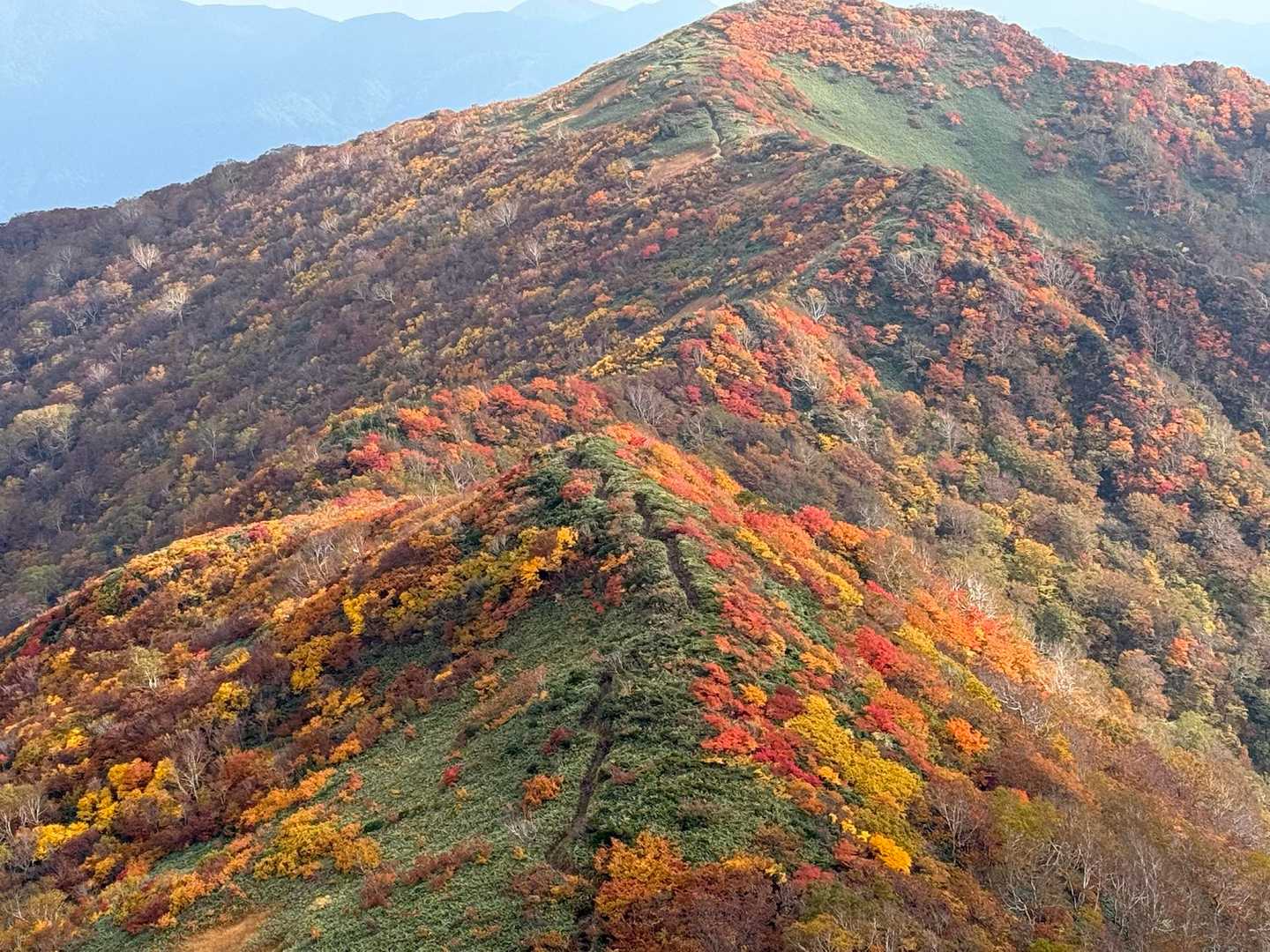 午後の日差しで、更に輝く紅葉