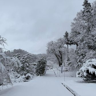 ふかふかな道を歩く☺️ギュッ！ギュッ！の踏む音がイイ👍