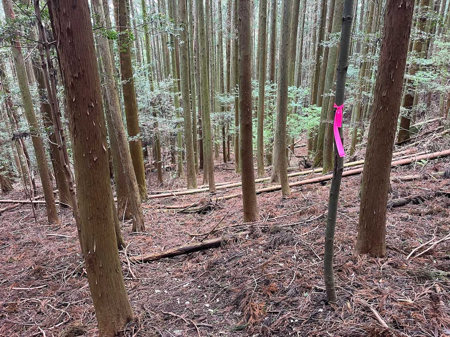 この辺、道が分かりにくいがピンテ頼りで乗り切れます😁