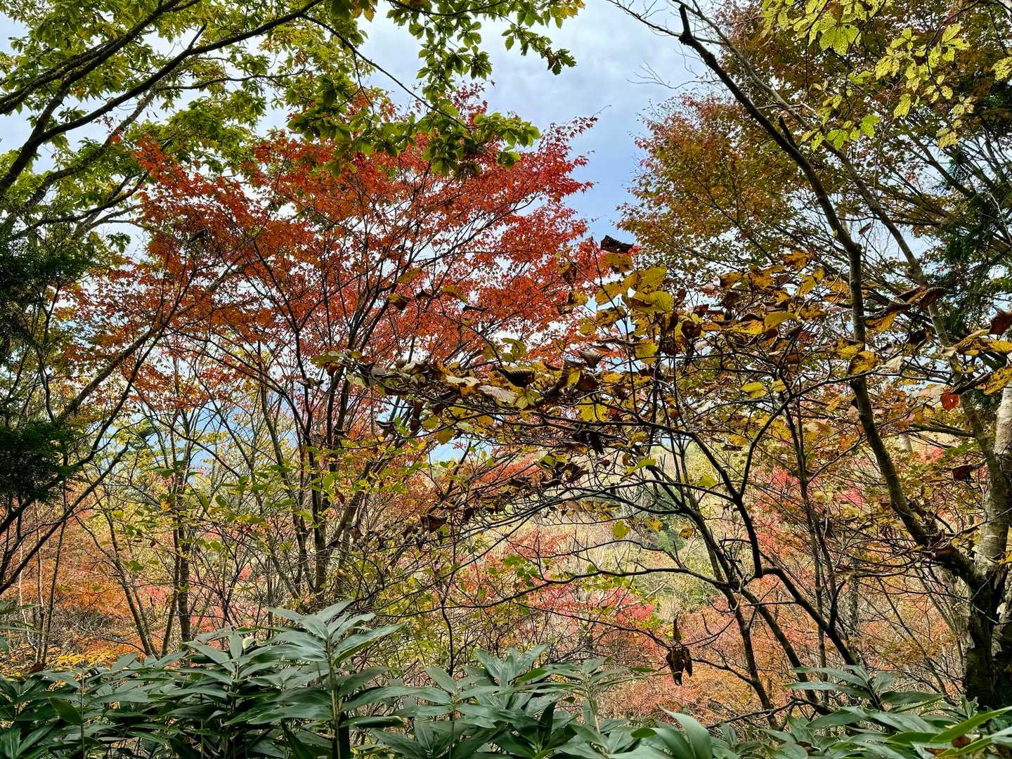 萬岳荘の近くまで歩いてくると
登山道の彩りが良くなった✨
