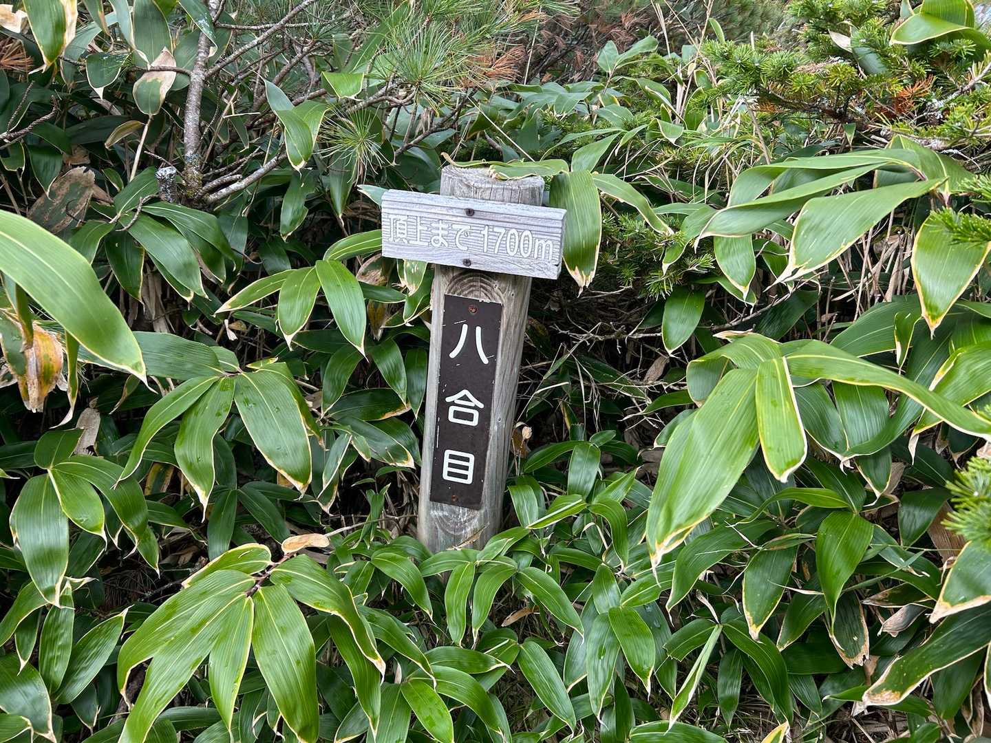 んっ、直ぐに8号目！