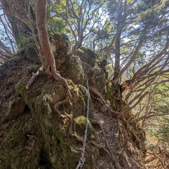 根っこが登山道を支えています。
