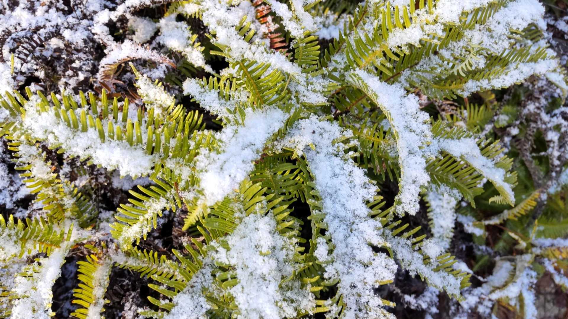 昨晩の❄