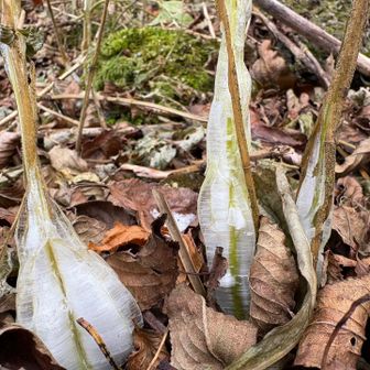 去年、白髪岳でたくさん見た。
雲仙にもあるとは聞いていたけど。