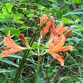 咲いてた‼︎ キツネノカミソリ🧡