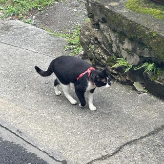 宿坊街の猫ちゃんに遭遇。