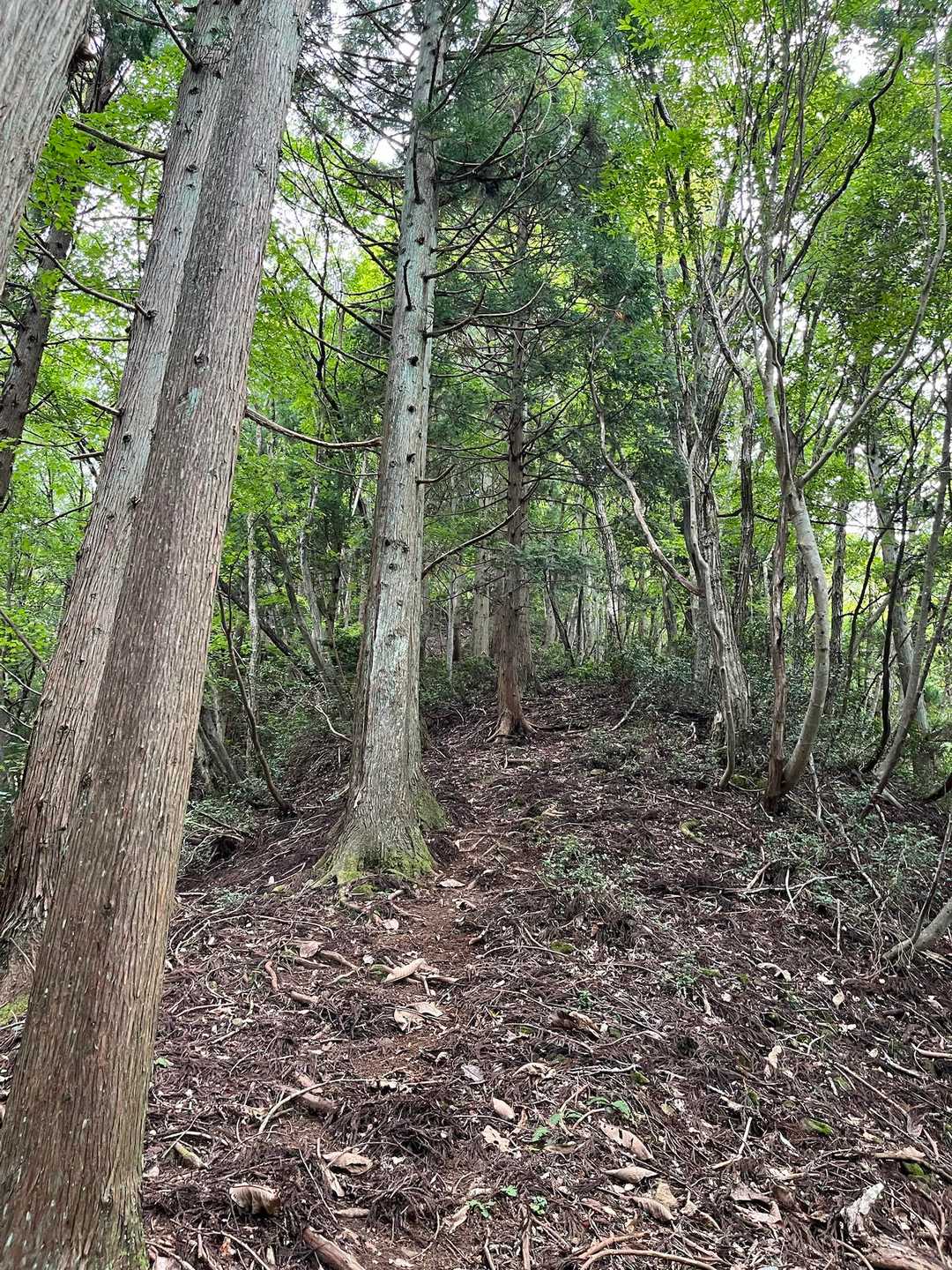 東床尾山登山口-東床尾山 往復コースの写真