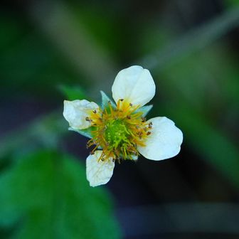 苺の花かな？
珍車［ チングルマ ］も
似てるけど、この辺には
咲かないのでは・・・？